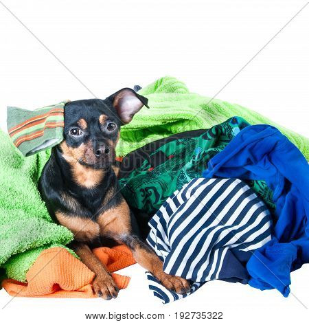 Dog, Puppy, Toy Terrier Made A Mess Of The Clothes. On A White Background