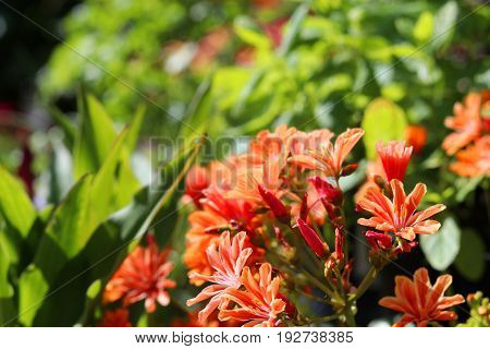 Beautiful lewisia plant with orange flowers in a garden