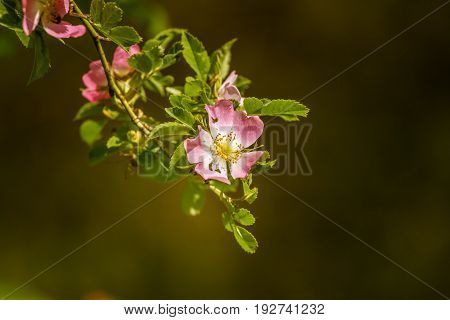 Beautiful Wild Rose Bush Blooming In A Meadow In Summer
