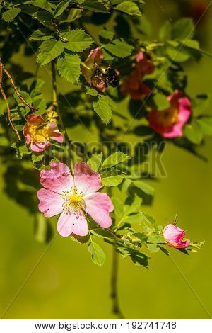 Beautiful Wild Rose Bush Blooming In A Meadow In Summer
