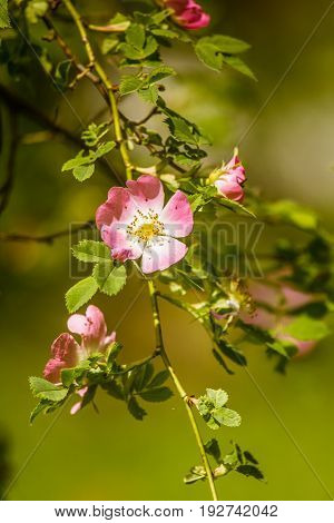 Beautiful Wild Rose Bush Blooming In A Meadow In Summer