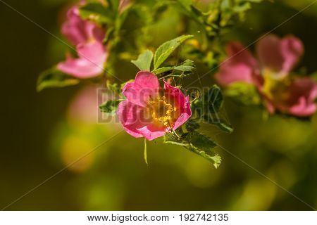 Beautiful Wild Rose Bush Blooming In A Meadow In Summer