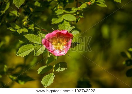 Beautiful Wild Rose Bush Blooming In A Meadow In Summer