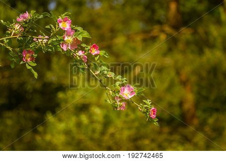 Beautiful Wild Rose Bush Blooming In A Meadow In Summer