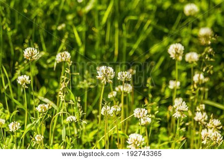 Beautiful White Clover Flowers In A Meadow In Summer