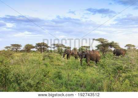 African Elephant