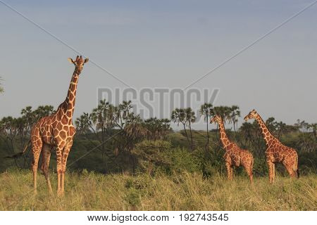 Giraffes and wild African Savannah landscape