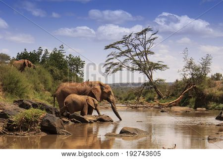 African Elephants drinking