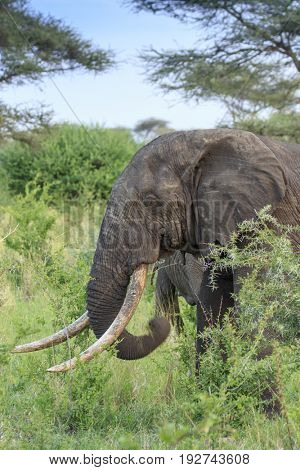 Bull Elephant with large tusks