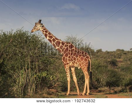 Reticulated Giraffe