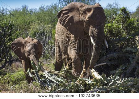 African Elephants eat the bark of a euphorbia (cactus)