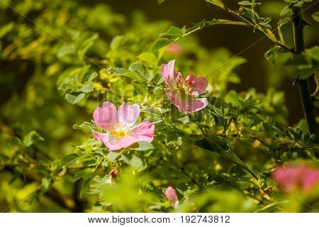 Beautiful Wild Rose Bush Blooming In A Meadow In Summer