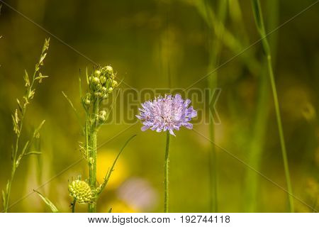Beautiful Purple Flower Heads Blooming In A Meadow
