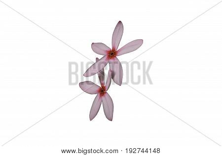 pink petal flower isolated whrite background nature