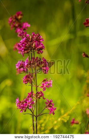 A Beautiful Pink Flower Blooming In A Meadow With An Orange Butterfly Sitting On It.