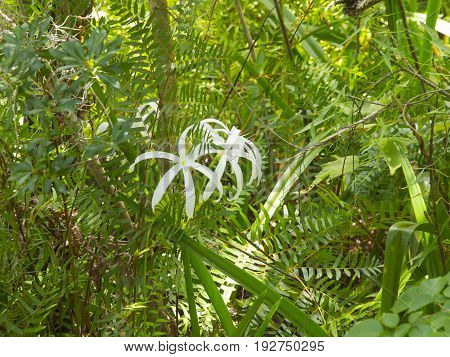 HDR Photo image of Crinum lilies in a forest