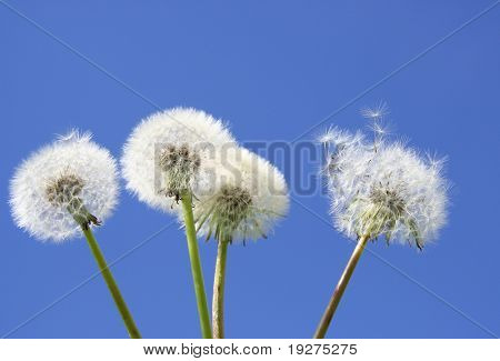 witte paardebloemen