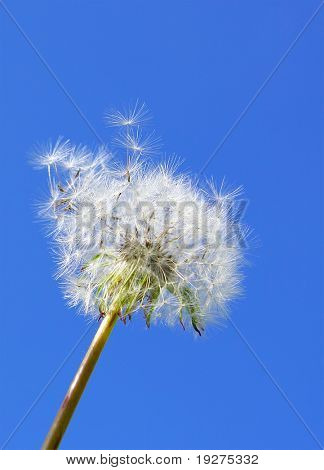 fijne witte paardebloem