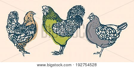 Rooster and chicken. Poultry. Farming. Livestock raising. Hand drawn. Vector illustration.