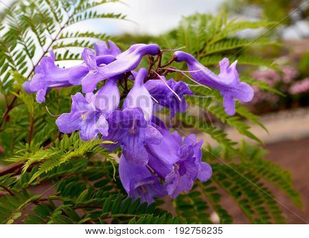 Jacaranda mimosifolia with purple-blue flowers in tropical garden,Tenerife,Canary Islands,Spain.Jacaranda tree.