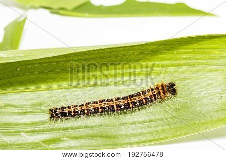 Black Caterpillar Of Common Duffer Butterfly ( Discophota Sondaica Boisduval )