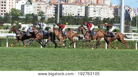 Istanbul Horse Race