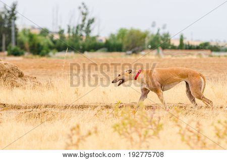 English greyhound dog on a walk in the field
