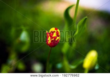 Tulip Absalon, Lily-flowering Tulipa hybrida in park, Moscow, Russia