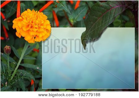 template with flowers for a greeting card calendar