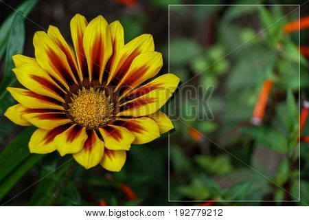 template with flowers for a greeting card calendar