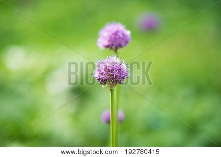 Flower head of Allium Purple Sensation Allium aflatunense Moscow, Russia.
