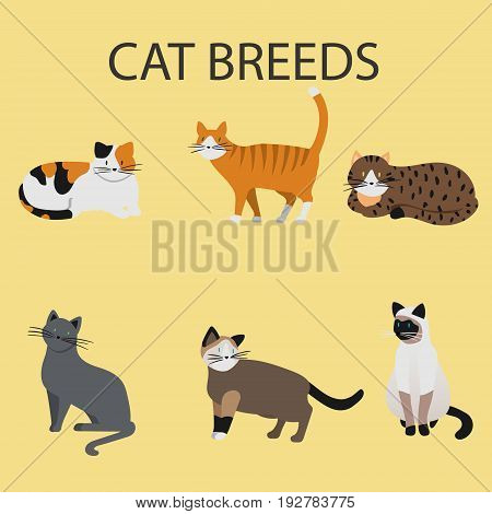 Collection of hand drawn isolated trendy Cat Breeds
