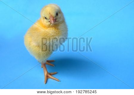 chicken adorable chick new born poultry farm little hen on blue background studio isolated