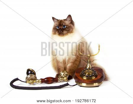 Young siberian neva masquarade color-point cat with retro telephone call expectation