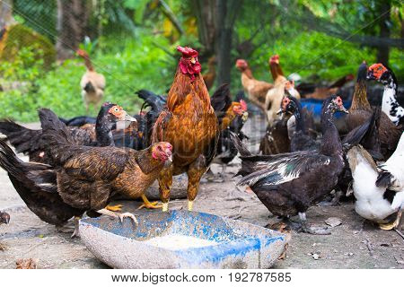 Small chicken farm in the community,Chicken feeds in food rails