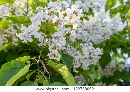 Flowering tree Catalpa bignonioides. White flowers and green leaves on blurred background.