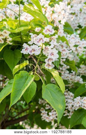 Flowering tree Catalpa bignonioides. White flowers and green leaves on blurred background.