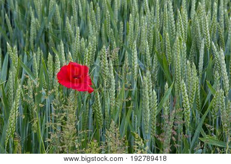 Lone poppy growing in wheat field in East Sussex England. Shown on left of image.
