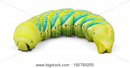 Close caterpillar close up green yellow white striped