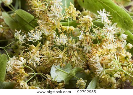 Stack of fresh aromatic linden blossom herb. Close-up view.