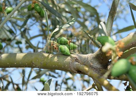 Leaves And Olive Shoots With Bunch Of Buds