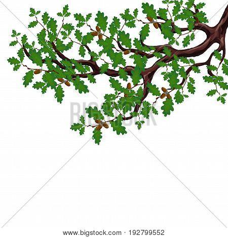 A green branch of a large oak tree with acorns. Volumetric drawing without a mesh and a gradient. Isolated on white background. Vector illustration