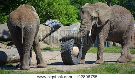 Elephants are large mammals of the family Elephantidae and the order Proboscidea. Two species are traditionally recognised, the African elephant (Loxodonta africana) and the Asian elephant