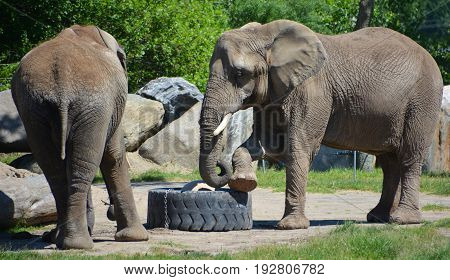 Elephants are large mammals of the family Elephantidae and the order Proboscidea. Two species are traditionally recognised, the African elephant (Loxodonta africana) and the Asian elephant