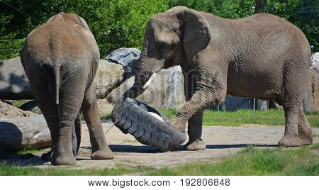 Elephants are large mammals of the family Elephantidae and the order Proboscidea. Two species are traditionally recognised, the African elephant (Loxodonta africana) and the Asian elephant