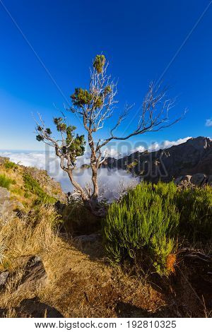 Hiking Pico Ruivo and Pico do Arierio - Madeira Portugal - travel background