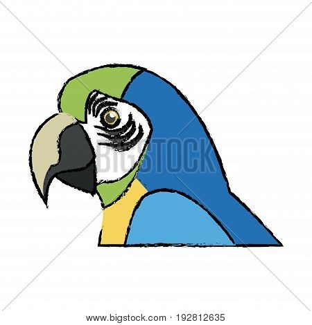 macaw amazon bird brazil wildlife image vector illustration
