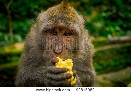 Close up of a long-tailed macaques Macaca fascicularis in The Ubud Monkey Forest Temple eating a cob corn using his hands, on Bali Indonesia.