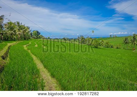 Green rice field close up. Rice in water on rice terraces, Ubud, Bali, Indonesia.