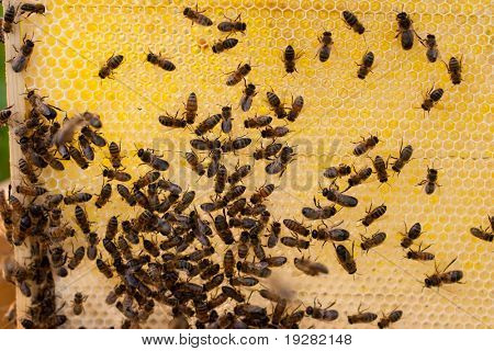 Fresh honey and bees